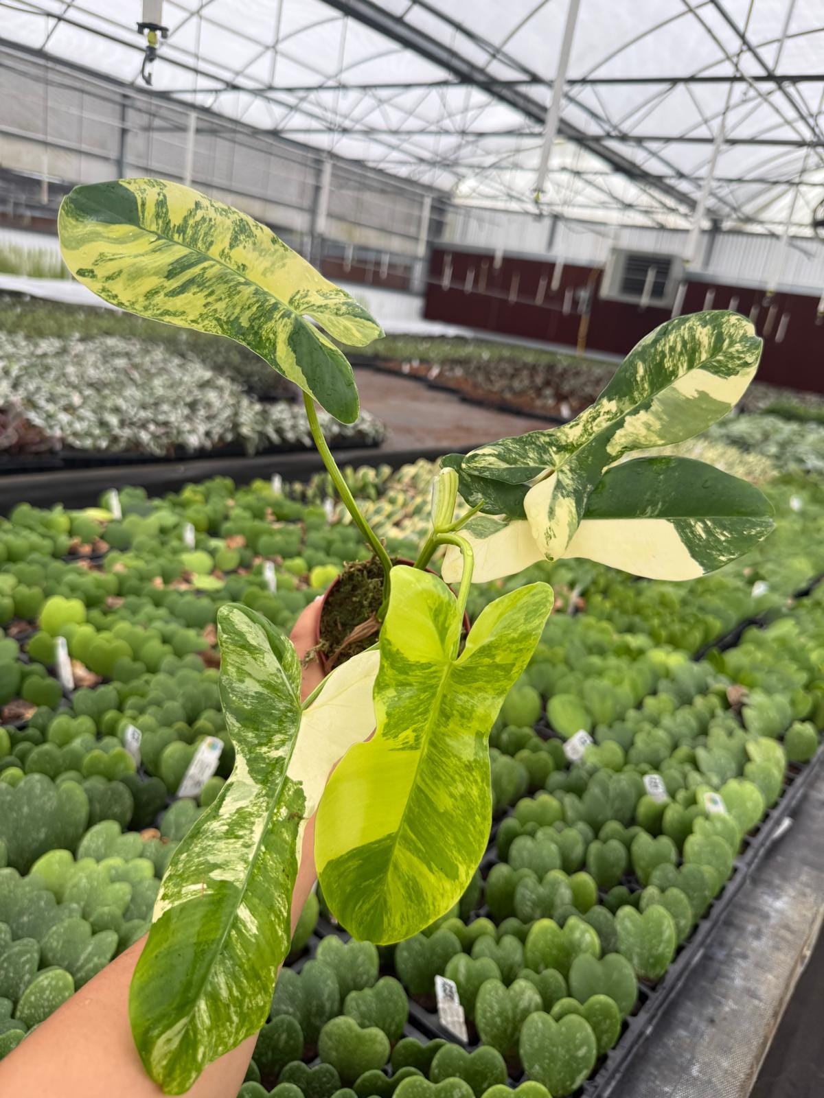 Philodendron Florida Beauty x Paraíso Verde – Rare Tropical Hybrid Indoor Plant